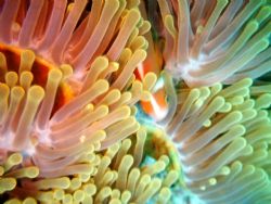 Flaming Anemone hiding a shy clown fish. I took this with... by Patty Sanderson 